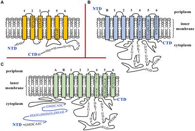 Characterization of three predicted zinc exporters in Brucella ovis identifies ZntR-ZntA as a powerful zinc and cadmium efflux system not required for virulence and unveils pathogenic Brucellae heterogeneity in zinc homeostasis